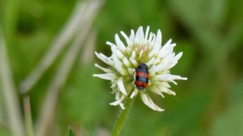 Cryptocephalus sinuatus